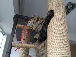 Молодца. Порадовал котейку !

Я своему вот такое сварганил ))) Но у меня и котЭ побольше будет )))