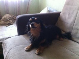 Не лучше, а покорней! Мне по душе больше кошаки. Я к собакам отношусь нормально. Мне очень нравятся мопсы, а об овчарках вообще говорить нечего, собаки просто класс. Вот мой кот! И есть ещё собака.