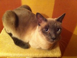 Не лучше, а покорней! Мне по душе больше кошаки. Я к собакам отношусь нормально. Мне очень нравятся мопсы, а об овчарках вообще говорить нечего, собаки просто класс. Вот мой кот! И есть ещё собака.