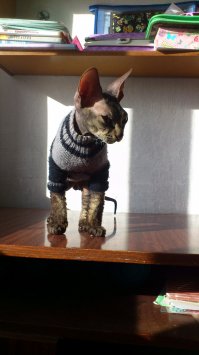 Кот в Оська в кофте "совесть" Мутант.