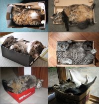 Есть более простой (и бюджетный) способ порадовать кошку, и сделать ей домик.)))