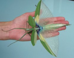 На палочника походит