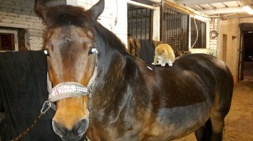 Коты и лошади прекрасно ладят. В конюшне коты, как правило, любят полежать на спинках. Лошади не против.