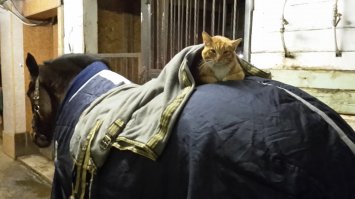 Коты и лошади прекрасно ладят. В конюшне коты, как правило, любят полежать на спинках. Лошади не против.