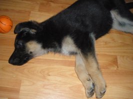 Подборка милых фотографий домашних питомцев