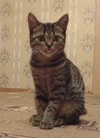 Подборка милых фотографий домашних питомцев