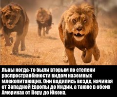 Фейк.
Хищник, представляющий из себя вершину пищевой цепочки, не может быть многочисленнее чем его кормовая база.