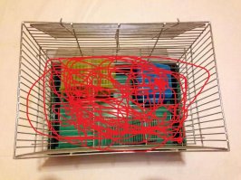 GPS-передатчик показал передвижения кошки в течение одного дня