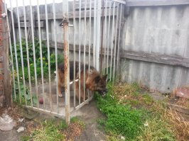 Пошел по следу и раскрыл «преступление»