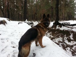 Пошел по следу и раскрыл «преступление»