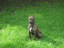 моя любимая питбулятина