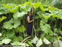 Больше на борщевик похоже