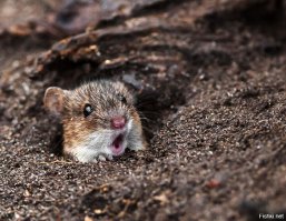 Что!!! оставьте себе такие подарки