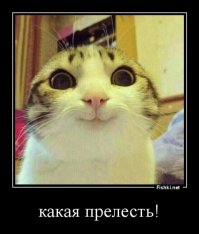 котейки и правильное рукожопство... да это же COMBO WOMBO!