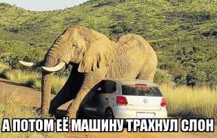 В Ботсване туристку разбудили три львицы, слизывавшие капли воды с тента 