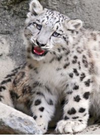 ахренеть, лапки у котяток