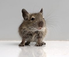 11 Фотография - это Дегу или Чилийская белка