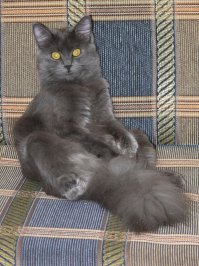 Самые красивые породы кошек ТОП - 21