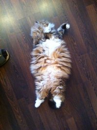 Самые красивые породы кошек ТОП - 21