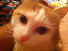 Самые красивые породы кошек ТОП - 21