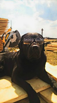 Лабрадор Марли