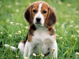 А почему в этом списке бигля нет?