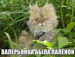 Пятничный алкотреш