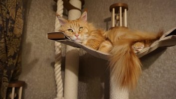 Я, конечно, дико извиняюсь, но я не согласна с этим рейтингом абсолютно! Почему, например, ангора на 20-м месте, а экзот на 5-м? Что в этом рейтинге делает противный (внешне) перс и почему мейн-кун не на первом месте??