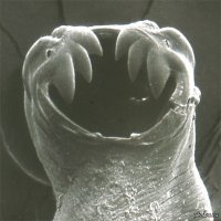 червяка улыбака