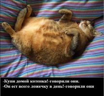 25 смешных анекдотов про кошек и котов