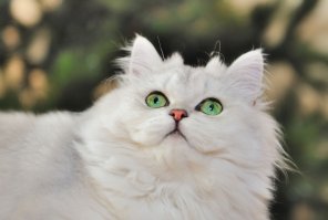 Пропустили одну и самых красивых пород -,,Британская серебристая затушеванная шиншилла,,