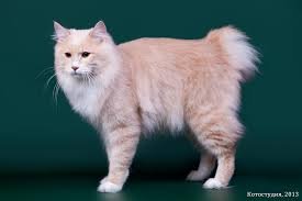 Курильский бобтейл где?
Бобтейл курильский — сильная и мускулистая кошка, совсем не похожая на других представителей семейства кошачьих. Характер курильских бобтейлов скорее напоминает собак — это преданные и верные животные, всегда защищающие своего хозяина и предупреждающие его об опасности. В это сложно поверить, но кошка курильский бобтейл способна запоминать и выполнять команды, правда, по настроению — истинно кошачьего все-таки не отнимешь. Характерным внешним признаком курильских бобтейлов является короткий хвост в виде помпона, сразу привлекающий внимание, и длинные задние ноги. Курильские бобтейлы (фото представляет кошку во всей красе) являются аборигенной породой, ее представители обитали на Курильских островах, преимущественно на острове Кунашир и острове Итуруп, как говорят, с начала восьмого столетия. На материк их стали вывозить лишь только в конце прошлого века. Первый стандарт по курильскому бобтейлу был принят в 1991 году, в 2009 году классификации WCF и FIFe признали две разновидности этой породы: короткошерстную и полу-длинношерстную.