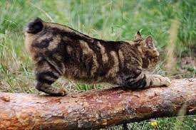 Курильский бобтейл где?
Бобтейл курильский — сильная и мускулистая кошка, совсем не похожая на других представителей семейства кошачьих. Характер курильских бобтейлов скорее напоминает собак — это преданные и верные животные, всегда защищающие своего хозяина и предупреждающие его об опасности. В это сложно поверить, но кошка курильский бобтейл способна запоминать и выполнять команды, правда, по настроению — истинно кошачьего все-таки не отнимешь. Характерным внешним признаком курильских бобтейлов является короткий хвост в виде помпона, сразу привлекающий внимание, и длинные задние ноги. Курильские бобтейлы (фото представляет кошку во всей красе) являются аборигенной породой, ее представители обитали на Курильских островах, преимущественно на острове Кунашир и острове Итуруп, как говорят, с начала восьмого столетия. На материк их стали вывозить лишь только в конце прошлого века. Первый стандарт по курильскому бобтейлу был принят в 1991 году, в 2009 году классификации WCF и FIFe признали две разновидности этой породы: короткошерстную и полу-длинношерстную.