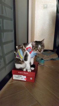 После наркоза моя Анфиса