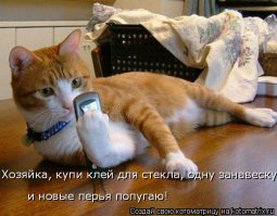 25 смешных анекдотов про кошек и котов