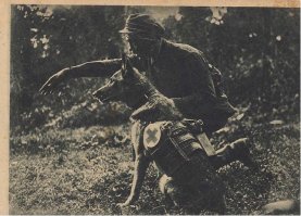 Собак надо носить