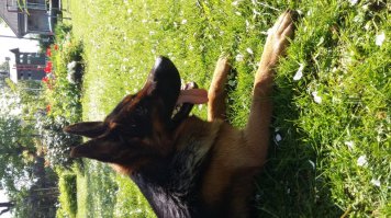 да похожа на прялку