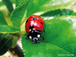 слово "коровки" напомнили анекдот : если Бога нет, то чья это коровка