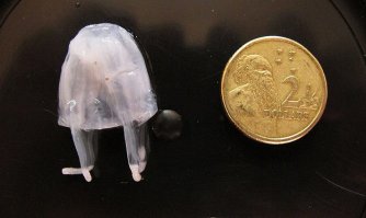 Ну монета тут явно не 2 цента, а 2 доллара.... ТС, ты бы смотрел внимательнее, когда копируешь