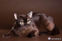 с чего сибирская на первом месте?куняхи вообще бесподобны,а сибирская-уличная мурка,кое как подогнанная под стандарты.и уж точно британцы не красивее бенгальской.а вот коротколапые,бесхвостые,безухие и лысые это не кошки!!!кошка должна выйти на улицу и там спокойно выжить без человека.не увидел в подборке бурму,зато увидел никем не признаного тойгера странные вкусы у аффтора!