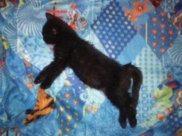 25 смешных анекдотов про кошек и котов