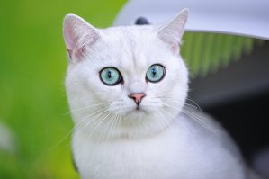 это ПОРОДА и на фото  моя Кошка Полина - победительница Международных выставок.   А на этих фото - мой кот Тэди, той-же породы только коротко-шерстный. Он закрыл титул чемпиона.