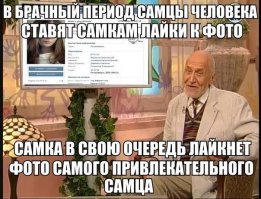 6 странных брачных игр у животных