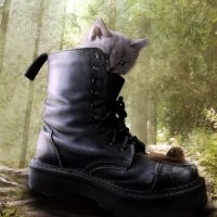 Кошки и обувь