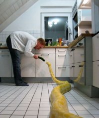 На жителя Бангкока в туалете напал пробравшийся в унитаз трёхметровый питон