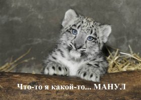 Хозяин гор и его детёныши