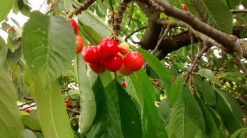 чуть выше по течению - с. Бычок , май 2016 г.