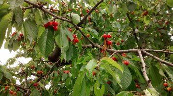 чуть выше по течению - с. Бычок , май 2016 г.