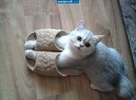 Моя мохнатая примерно так же балдеет)))