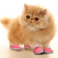 Кошки и обувь